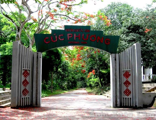Discover the mysteries of the primeval forest at Cuc Phuong museum
