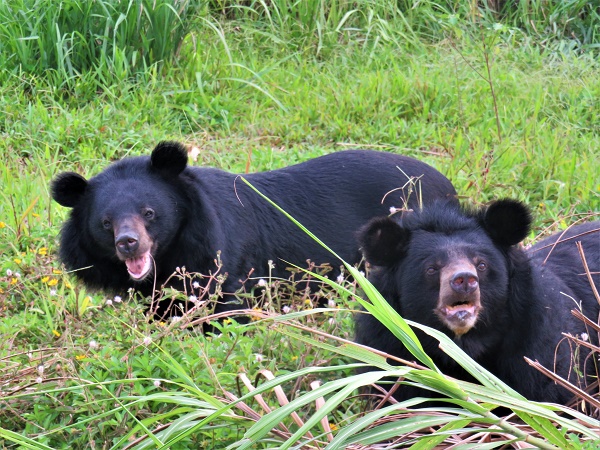 Explore Ninh Binh Bear Sanctuary at the weekend