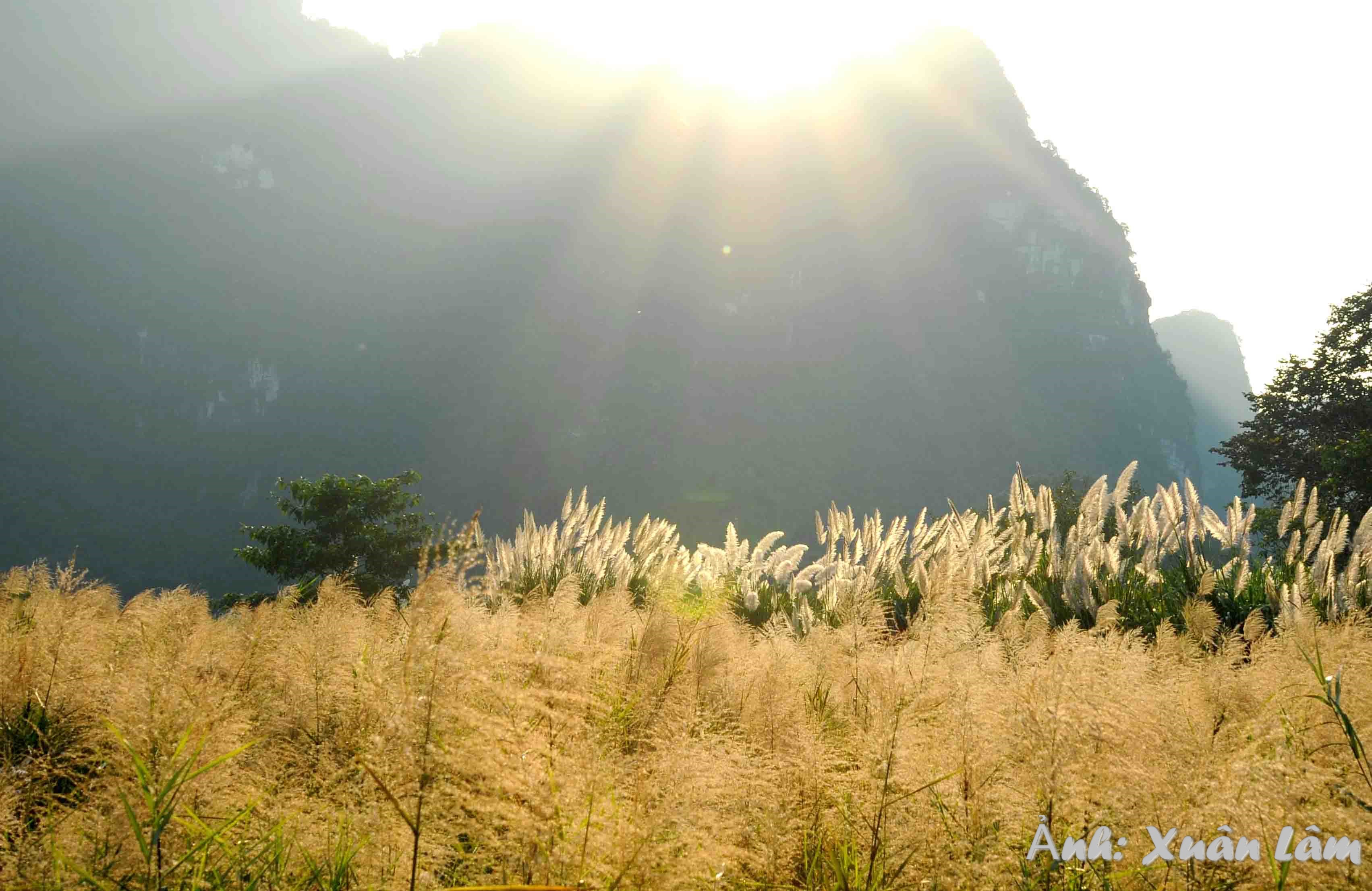 Vẻ đẹp tinh khôi của cánh đồng lau trắng ở Ninh Bình - Du lịch Ninh Binh
